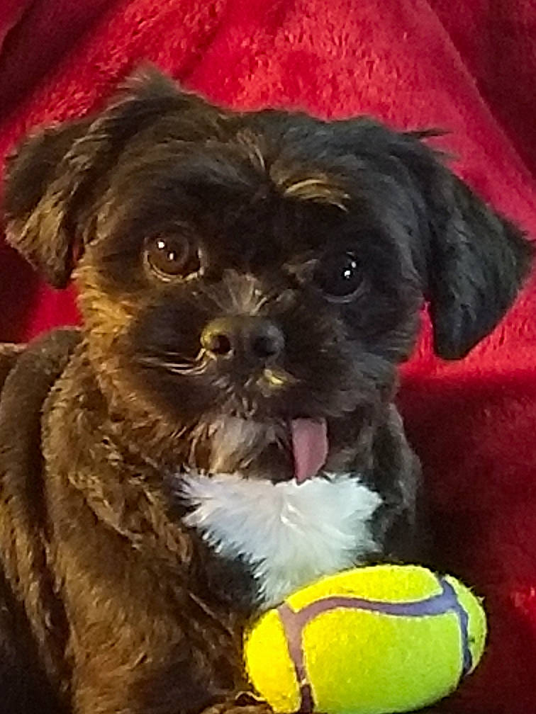 Princeton joined the competition — help win amazing prizes! canidae, carnivore, collar, companion_dog, dog, dog_breed, dog_collar, dog_supply, fawn, fur, liver, maltepoo, pet_supply, puppy, snout, sporting_group, terrestrial_animal, terrier, toy_dog, working_animal