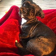 Princeton is registered to the contest to win money with this photo: dog, pet, black_fur, red_blanket, indoor, wooden_floor, toys, cute, small_dog, looking_up, cozy, playful, fur, animal, companion, relaxed, comfort, home, floor, blanket