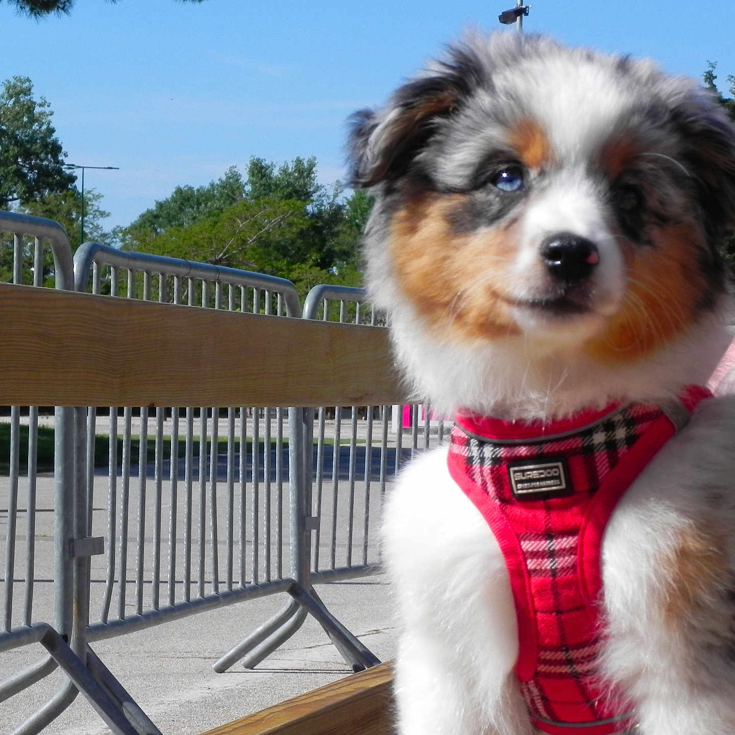 Charlie participe au concours pour gagner de l'argent avec cette photo : animal, black_fur, blue_eyes, brown_fur, calm, curious, daylight, dog, fence, fluffy, metal_barricade, outdoor, pet, plaid, puppy, red_harness, sidewalk, tattooed_arm, trees, white_fur