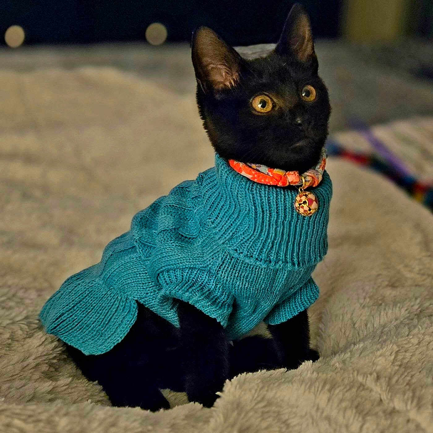 Duchess Bee Von Choi joined the competition — help win amazing prizes! animal, bell, black_cat, blanket, cat, closeup, collar, cozy, cute, domestic_animal, feline, fur, furry, indoor, knitted_clothing, pet, portrait, sitting, sweater, warm