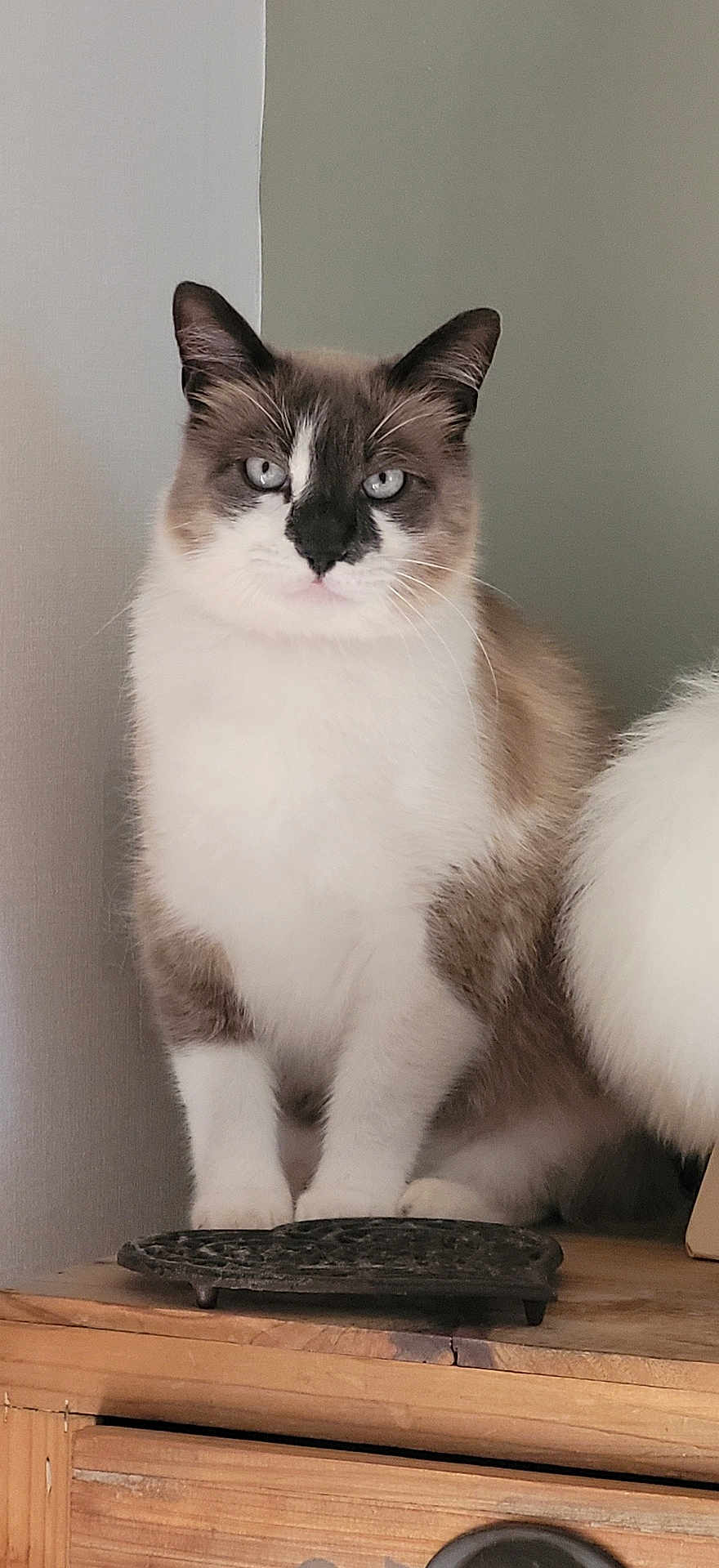 Oreo