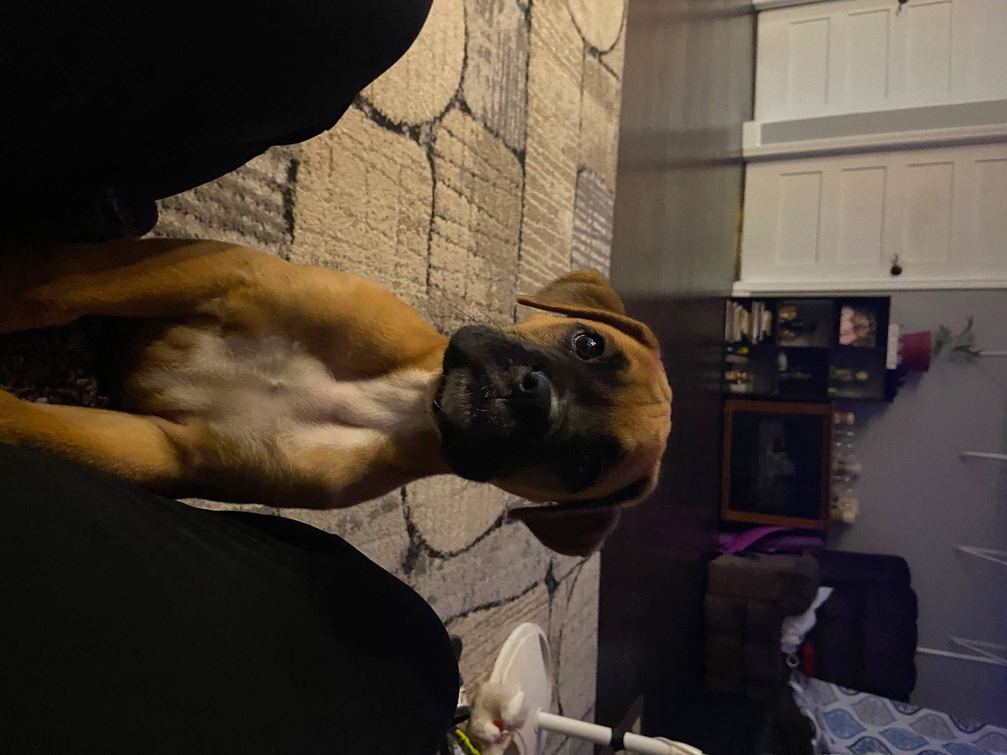 Beast joined the competition — help win amazing prizes! canidae, carnivore, collar, comfort, companion_dog, dog, dog_breed, ear, fawn, felidae, fur, gesture, non_sporting_group, shelf, small_to_medium_sized_cats, snout, sporting_group, tail, whiskers, working_animal