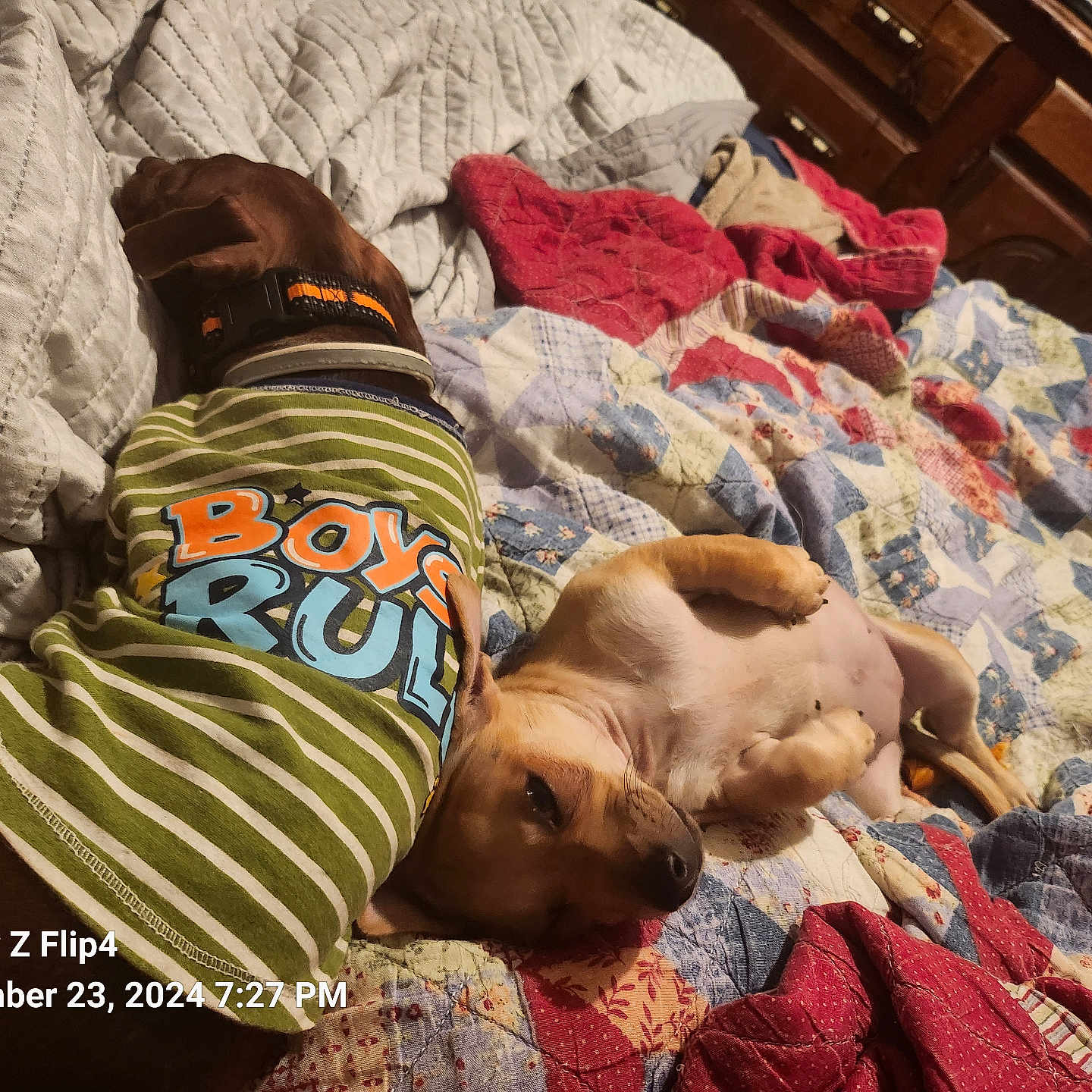 Milkyway is registered to the contest to win money with this photo: animal, baby, back, bed, bedroom, blanket, bodypart, canine, couch, cushion, dog, furniture, homedecor, hound, indoors, linen, person, pet, quilt, room