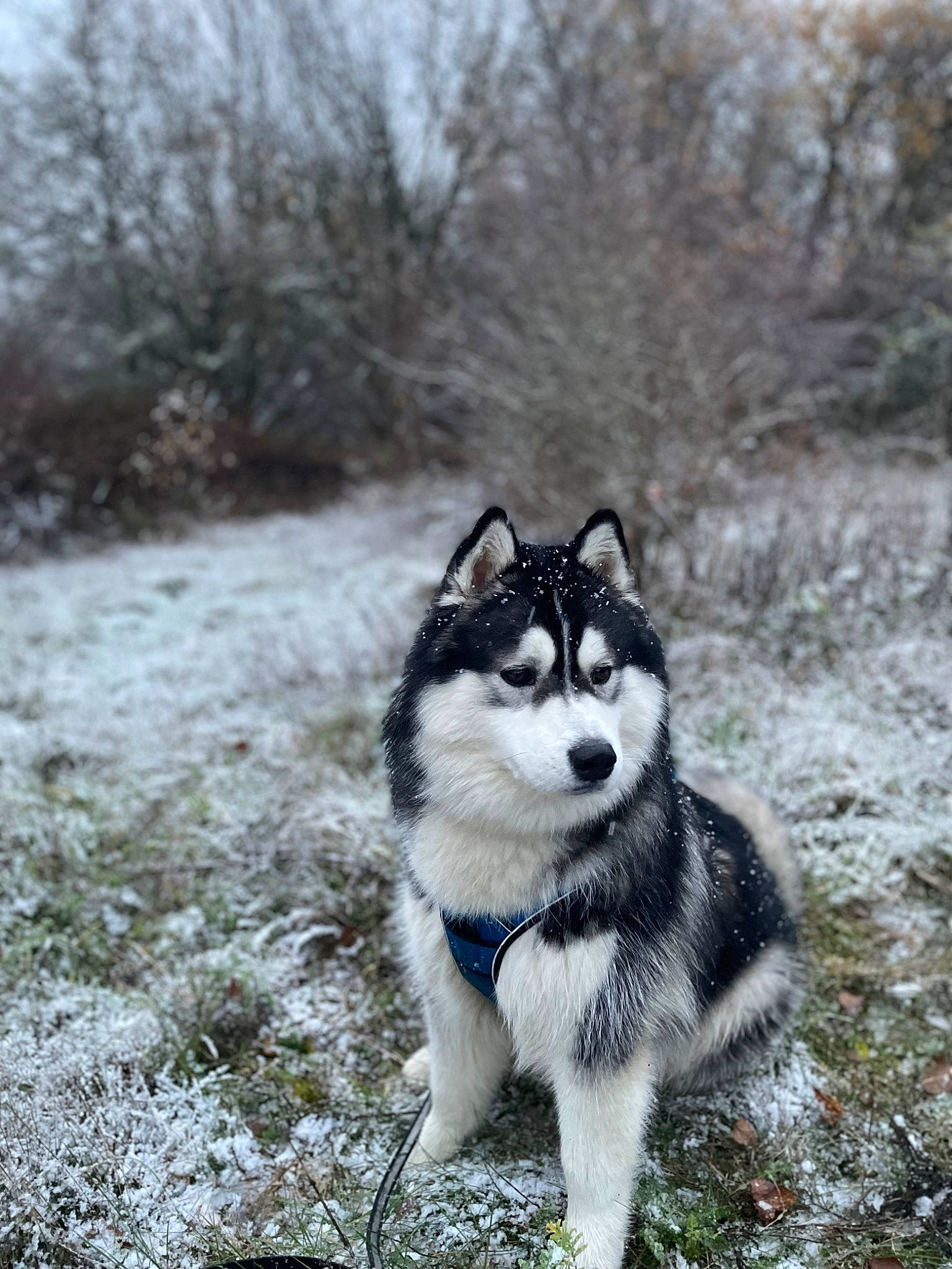 Saiyan participe au concours pour gagner de l'argent avec cette photo : canidae, canis, carnivore, companion_dog, dog, dog_breed, fur, grass, plant, siberian_husky, sled_dog, snout, snow, sporting_group, tail, terrestrial_animal, tree, whiskers, winter, working_dog