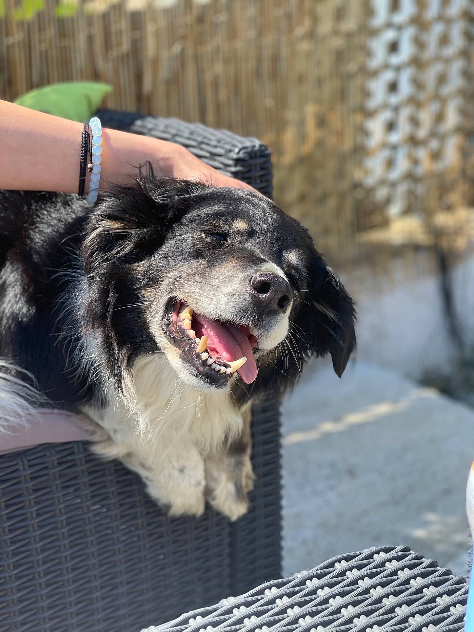 Guessy participe au concours pour gagner de l'argent avec cette photo : carnivore, collar, companion_dog, dog, dog_breed, dog_collar, dog_supply, fang, fur, happy, leash, paw, plant, road_surface, shout, smile, street_fashion, watch, whiskers, yawn