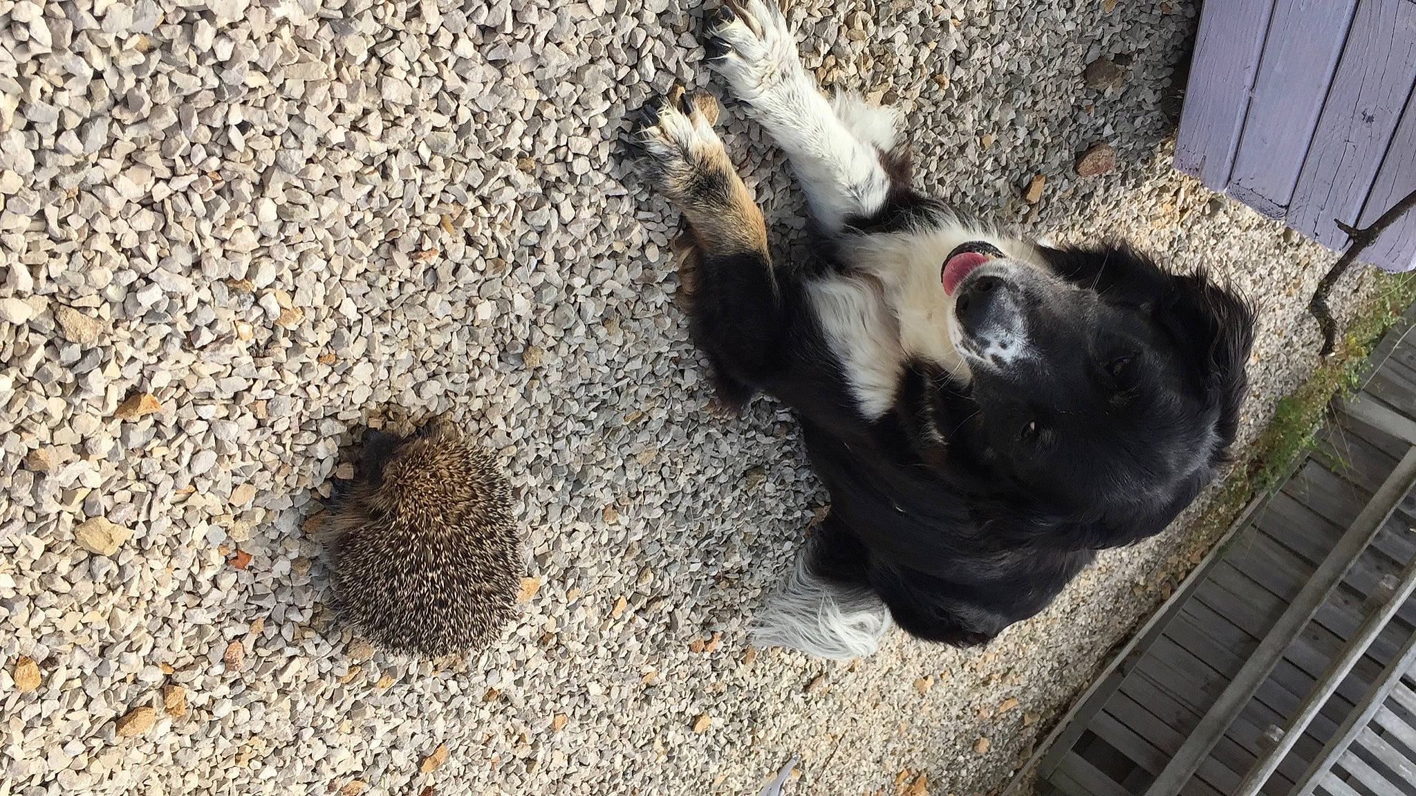 Guessy a rejoint le concours — aidez-le/la à gagner de superbes lots ! animal_feed, animal_shelter, asphalt, canidae, carnivore, dog_breed, fawn, felidae, fur, paw, rabbits_and_hares, road_surface, small_to_medium_sized_cats, snout, soil, sporting_group, tail, terrestrial_animal, whiskers, working_animal