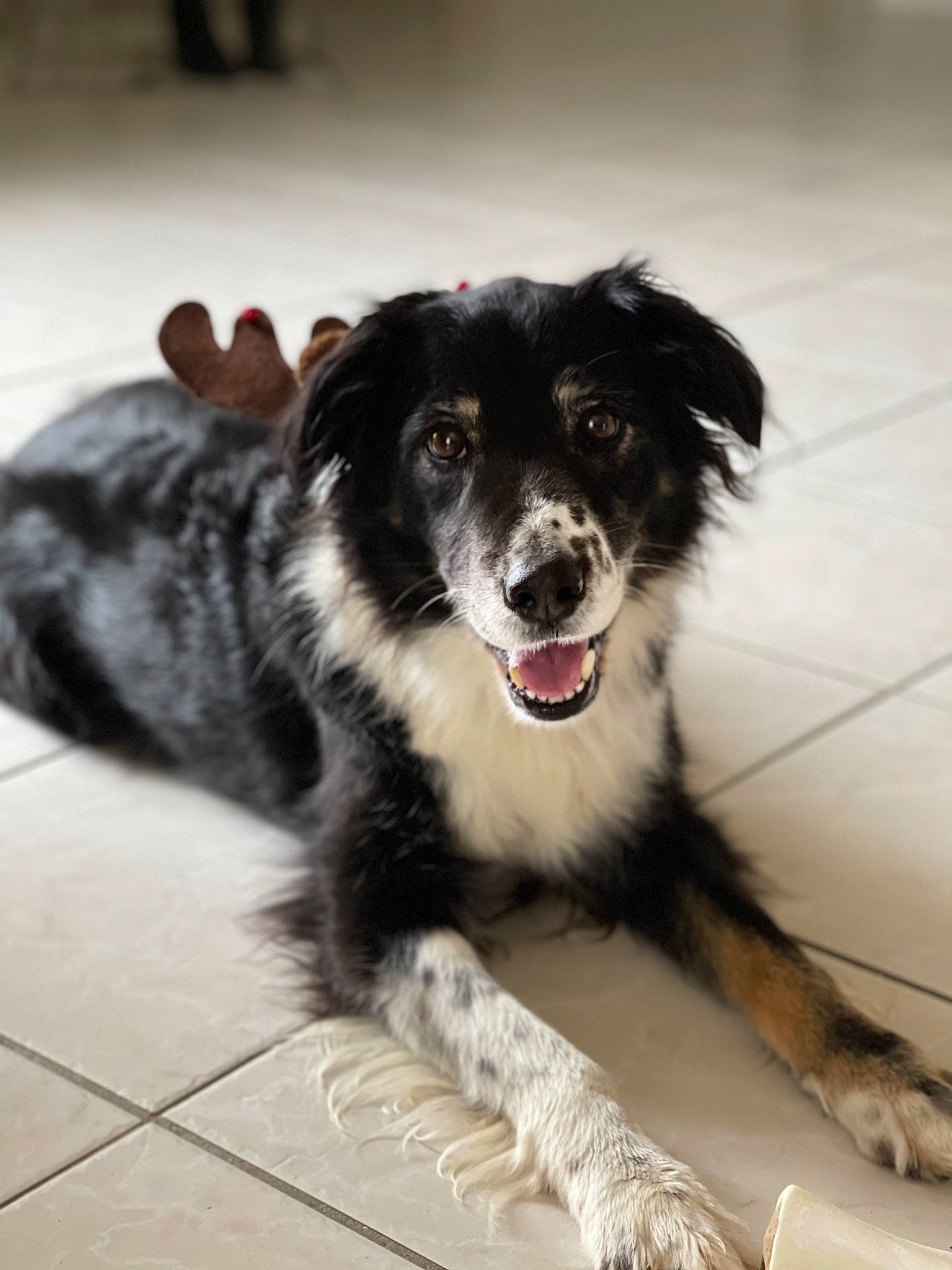 Guessy a rejoint le concours — aidez-le/la à gagner de superbes lots ! australian_collie, ball, border_collie, canidae, carnivore, collar, companion_dog, dog, dog_breed, dog_collar, fang, fur, gun_dog, herding_dog, puppy, snout, sporting_group, sports, whiskers, working_dog