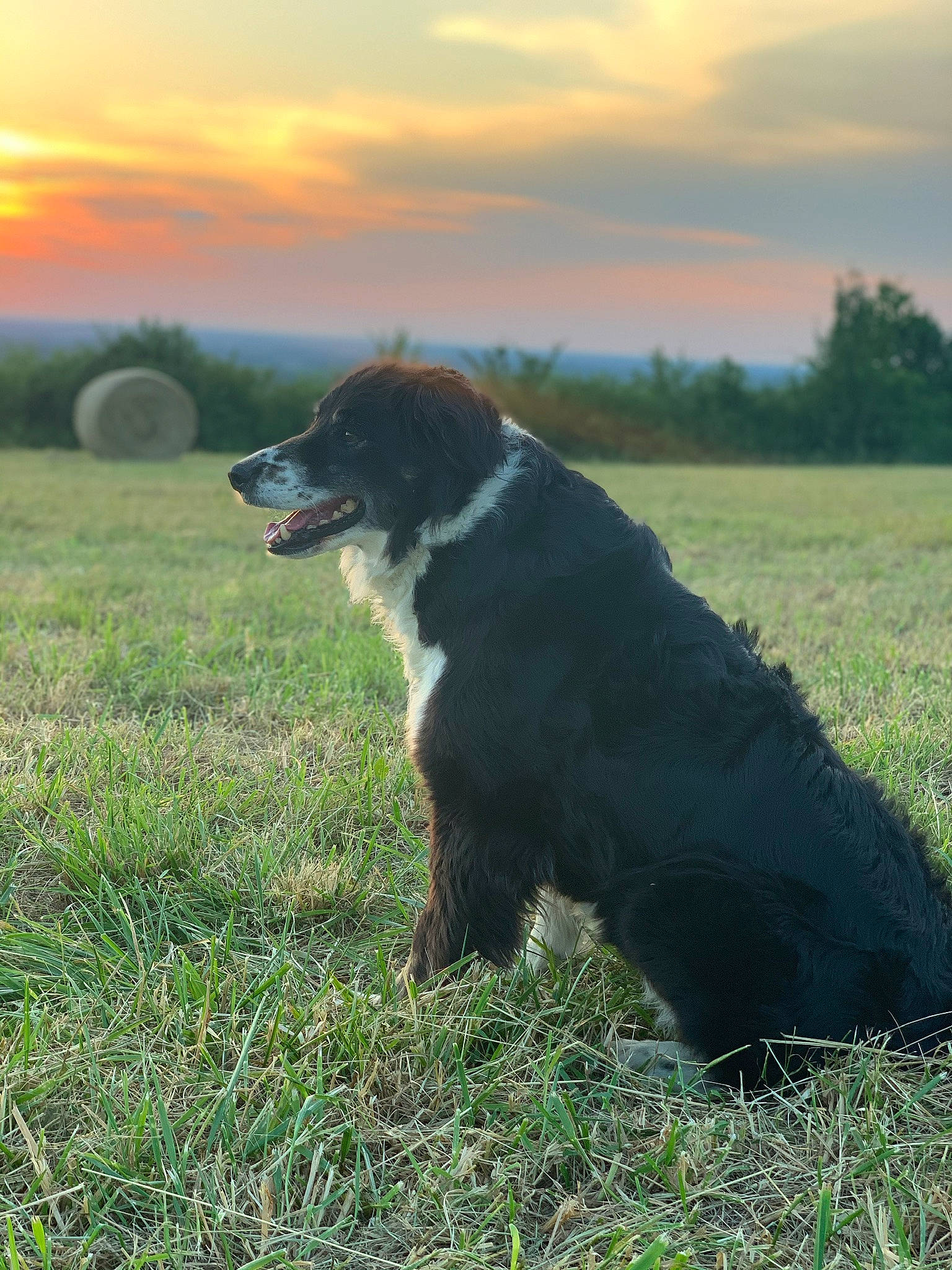 Guessy participe au concours pour gagner de l'argent avec cette photo : border_collie, carnivore, cloud, companion_dog, dog, dog_breed, grass, grassland, herding_dog, landscape, natural_landscape, pasture, plant, sky, sporting_group, sunrise, sunset, tints_and_shades, tree, working_animal