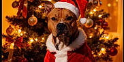 Tito a rejoint le concours — aidez-le/la à gagner de superbes lots ! dog, christmas_tree, christmas_lights, santa_hat, santa_claus_costume, holiday, festive, ornaments, ribbon, indoor, decorations, pet, canine, celebration, warm_lighting, seasonal, red, green, cute, winter