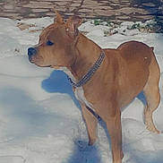 Tito participe au concours pour gagner de l'argent avec cette photo : dog, brown_dog, snow, outdoor, winter, chain_collar, alert, animal, pet, standing, fur, nature, cold, path, greenery, daylight, canine, mammal, background, side_view