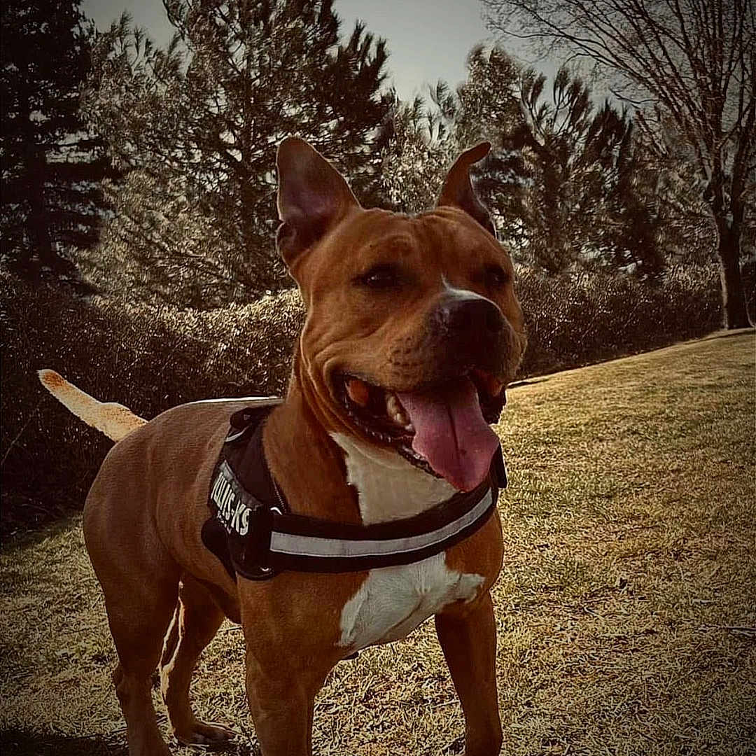 Tito
