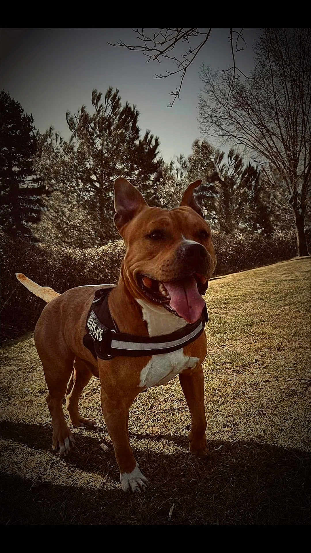 Tito participe au concours pour gagner de l'argent avec cette photo : dog, canine, pet, outdoor, grass, tree, nature, animal, brown_coat, white_chest, park, sunlight, happy, tongue_out, ears_up, daytime, leaves, bush, muzzle, standing