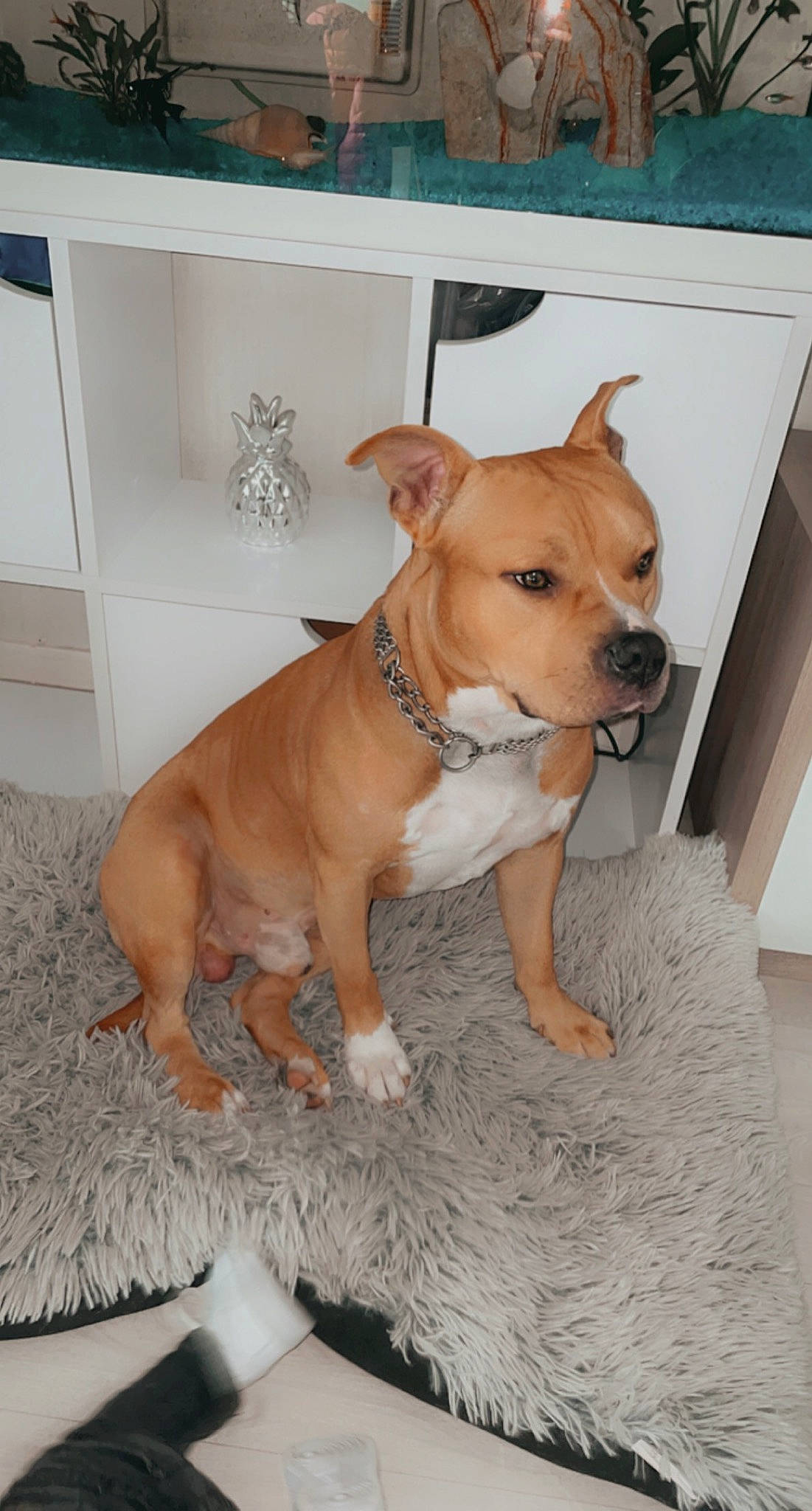 Titoo a rejoint le concours — aidez-le/la à gagner de superbes lots ! carnivore, collar, companion_dog, dog, dog_breed, dog_collar, dog_supply, fawn, flooring, guard_dog, hardwood, molosser, paw, pet_supply, tail, toy_dog, whiskers, wood, working_animal, working_dog