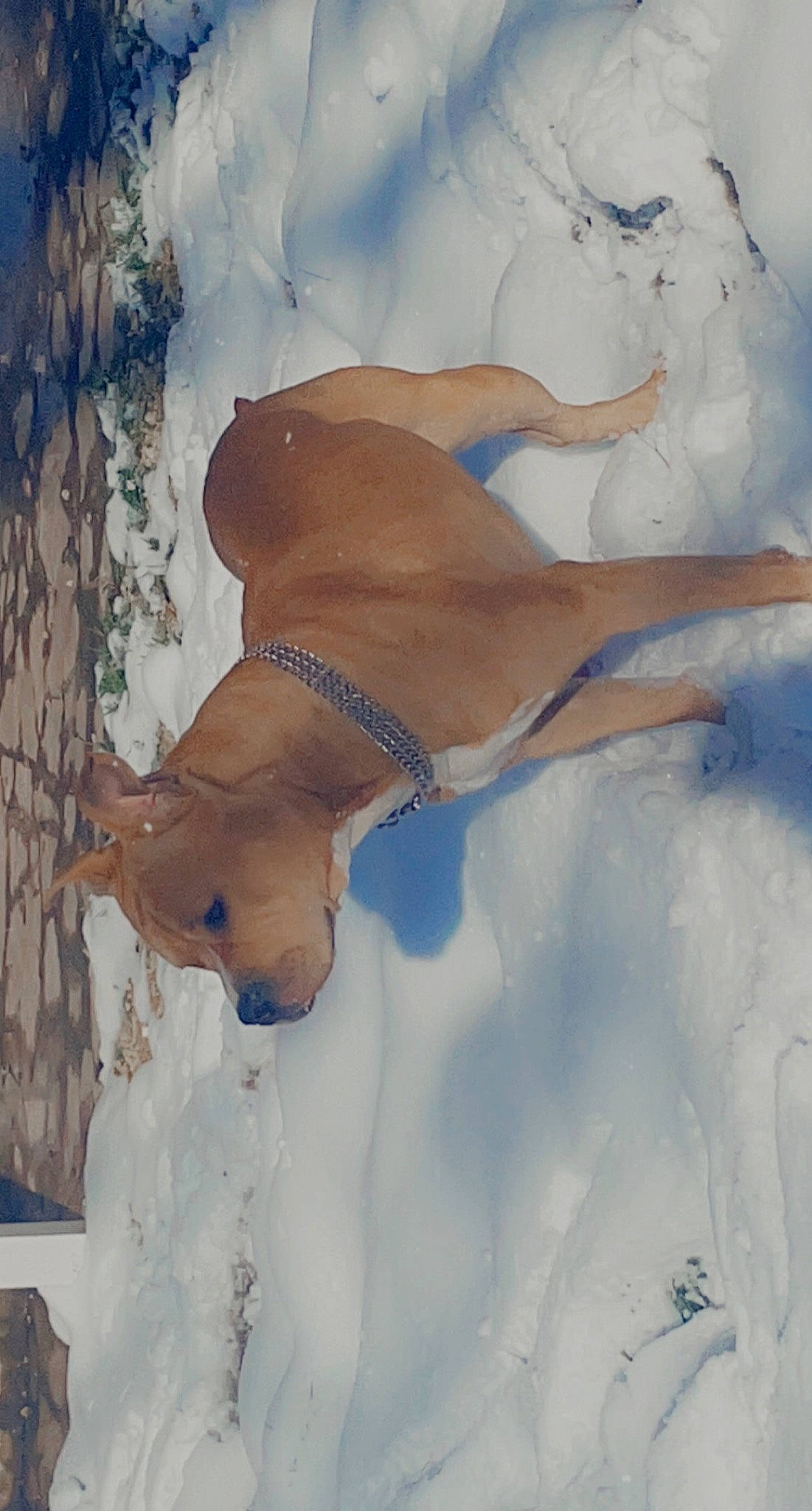 Titoo participe au concours pour gagner de l'argent avec cette photo : art, barechested, chest, fawn, freezing, illustration, paint, painting, slope, snow, tail, tree, trunk, twig, visual_arts, watercolor_paint, wildlife, window, winter, wood