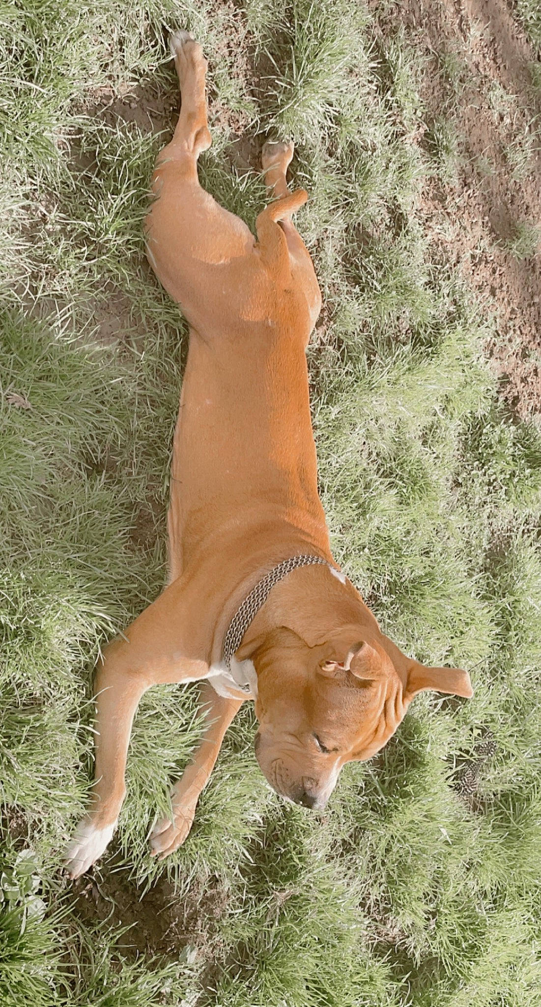 Titoo participe au concours pour gagner de l'argent avec cette photo : adventure, ancient_dog_breeds, barechested, canidae, carnivore, companion_dog, deer, dog, dog_breed, dog_sports, fawn, grass, human_leg, plant, soil, sporting_group, tail, terrestrial_animal, wildlife, working_animal