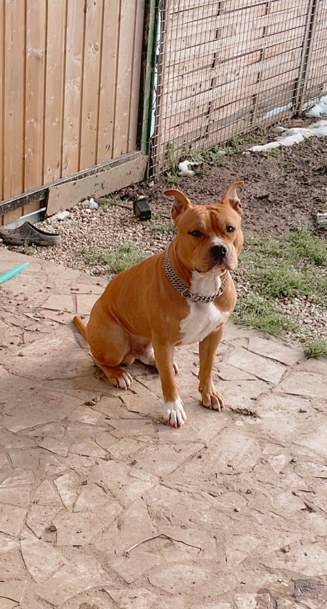 Titoo participe au concours pour gagner de l'argent avec cette photo : art, brick, brickwork, canidae, carnivore, collar, companion_dog, dog, dog_breed, dog_supply, door, fawn, flooring, pet_supply, siding, sporting_group, tail, terrestrial_animal, wood, working_animal