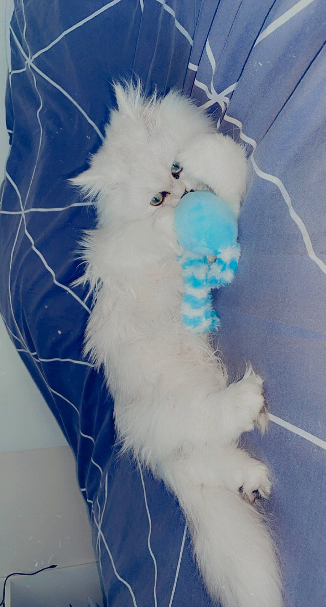 Filou a rejoint le concours — aidez-le/la à gagner de superbes lots ! azure, canidae, carnivore, claw, companion_dog, dog_breed, electric_blue, fashion_accessory, fawn, feather, felidae, fur, paw, small_to_medium_sized_cats, stuffed_toy, tail, toy, whiskers, wing, winter