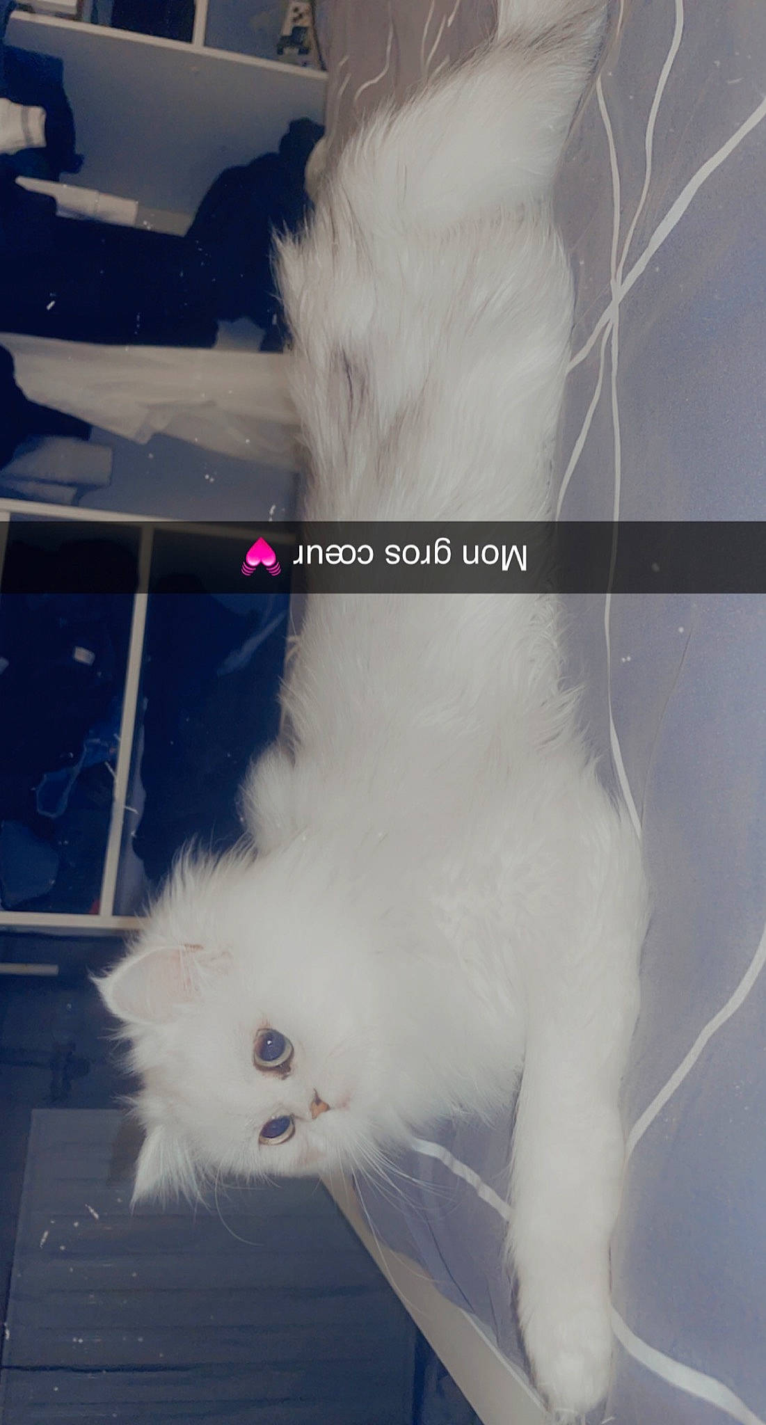 Filou participe au concours pour gagner de l'argent avec cette photo : canidae, carnivore, cat, companion_dog, felidae, foot, fur, gas, paw, photo_caption, small_to_medium_sized_cats, snout, tail, whiskers, white