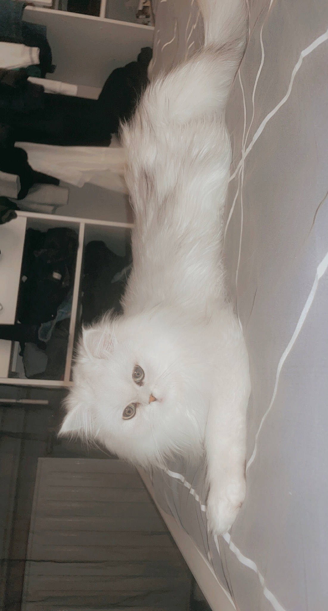 Filou a rejoint le concours — aidez-le/la à gagner de superbes lots ! art, canidae, carnivore, cat, claw, eye, fawn, feather, felidae, fur, head, leg, monochrome, monochrome_photography, paw, small_to_medium_sized_cats, snout, tail, whiskers