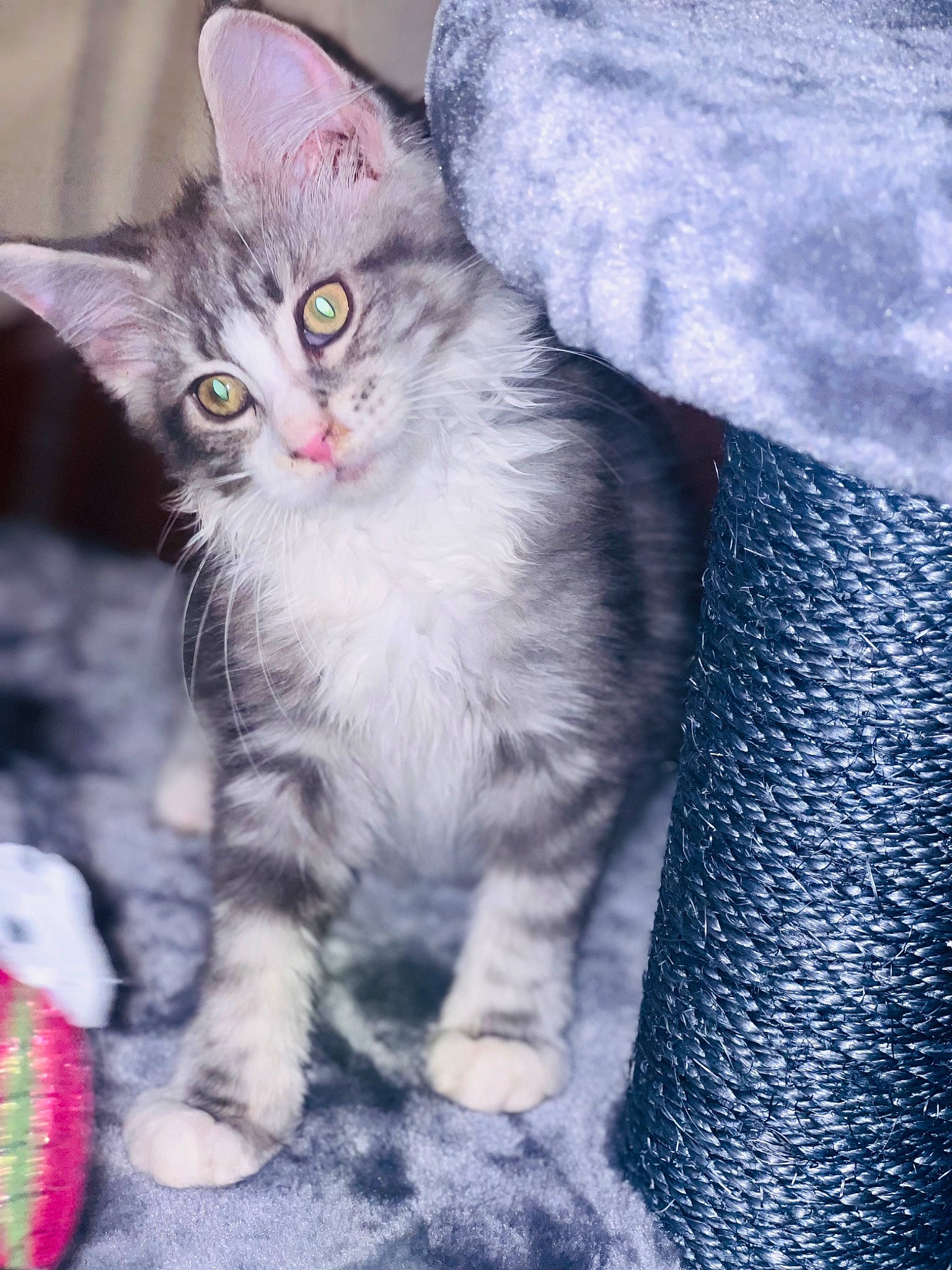 Taora a rejoint le concours — aidez-le/la à gagner de superbes lots ! carnivore, cat, cat_toy, claw, comfort, domestic_short_haired_cat, electric_blue, felidae, fur, grey, iris, paw, photo_caption, sitting, small_to_medium_sized_cats, snout, tail, whiskers