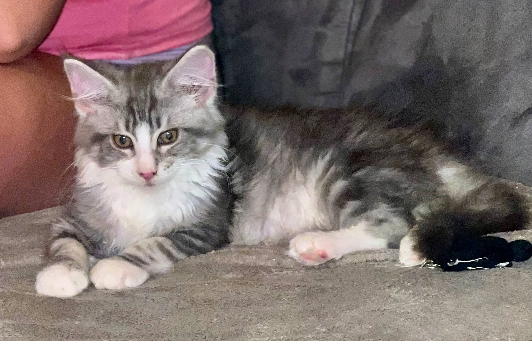 Taora participe au concours pour gagner de l'argent avec cette photo : carnivore, cat, claw, comfort, domestic_short_haired_cat, felidae, fur, paw, small_to_medium_sized_cats, snout, whiskers, window