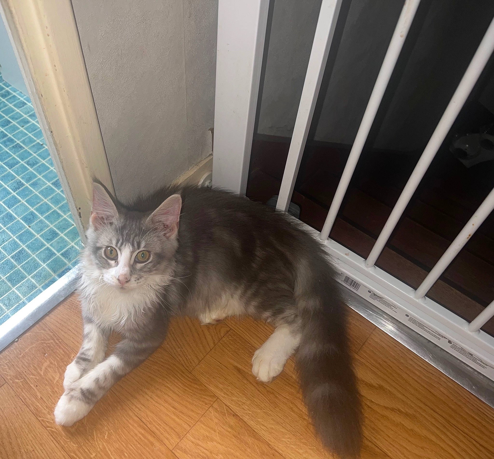 Taora a rejoint le concours — aidez-le/la à gagner de superbes lots ! carnivore, cat, comfort, domestic_short_haired_cat, eye, fawn, felidae, floor, flooring, fur, hardwood, laminate_flooring, paw, small_to_medium_sized_cats, snout, tail, whiskers, window, wood, wood_flooring