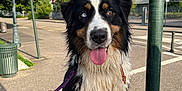 Stella participe au concours pour gagner de l'argent avec cette photo : dog, wet_fur, heterochromia, tongue_out, leash, urban, bench, street, sidewalk, lamp_post, sign, building, daylight, happy, pet, canine, closeup, outdoor, animal, portrait
