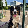 dog, wet_fur, heterochromia, tongue_out, leash, urban, bench, street, sidewalk, lamp_post, sign, building, daylight, happy, pet, canine, closeup, outdoor, animal, portrait