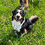 dog, grass, flowers, outdoor, nature, happy, canine, tricolor, smiling, sunlight, meadow, playful, animal, pet, fur, tail, legs, summer, greenery, daylight