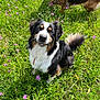 dog, grass, flowers, outdoor, nature, sunlight, greenery, pets, playful, canine, fur, animal, field, summer, sitting, drool, happy, two_dogs, closeup, daylight