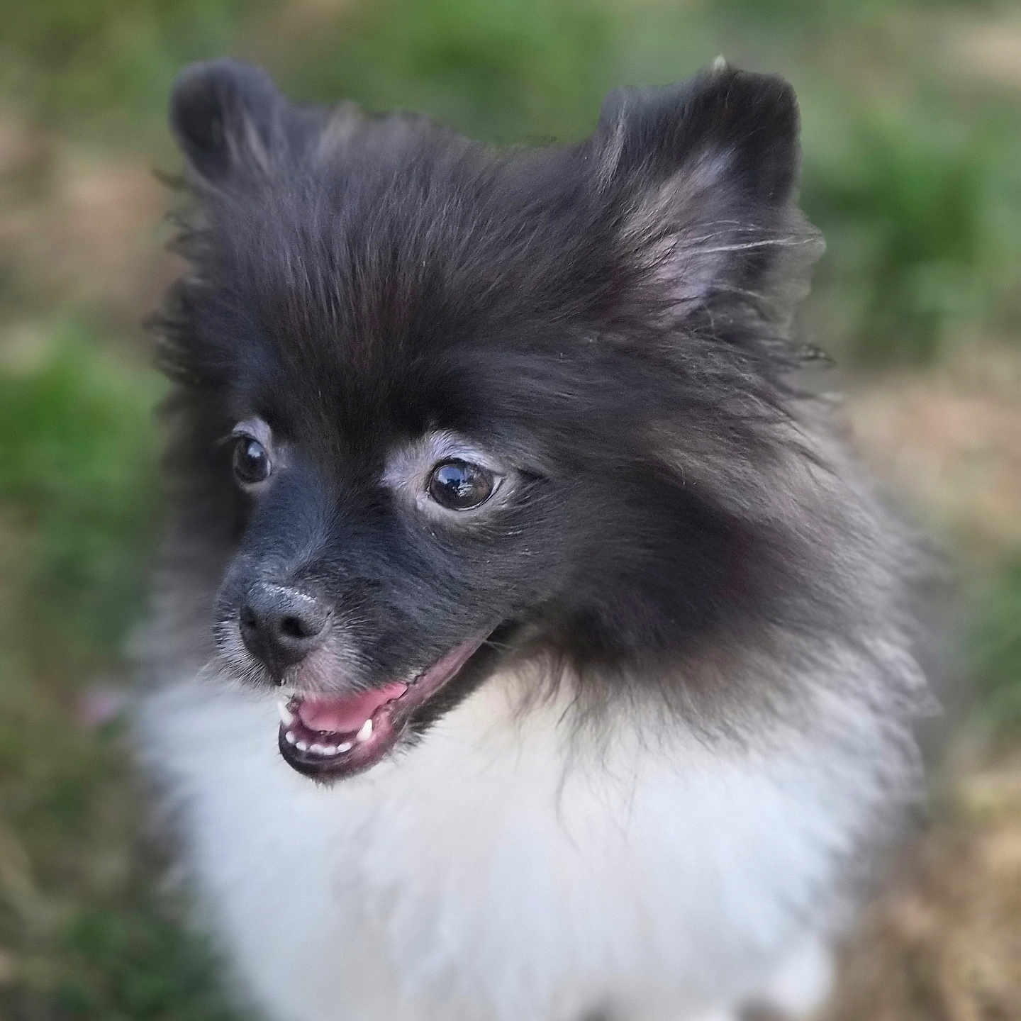 Yuki