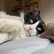 Coco joined the competition — help win amazing prizes! cat, black_and_white, fluffy, pet, lying_down, bed, stuffed_toy, mouse_toy, indoor, close_up, whiskers, green_eyes, nose, fur, relaxed, home, shelf, fire_extinguisher, cozy, soft