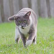 Mustache is registered to the contest to win money with this photo: cat, gray_cat, white_paws, animal, pet, feline, outdoor, grass, garden, walking, standing, front_view, greenery, fence, blurred_background, whiskers, ears, eyes, fur, nature