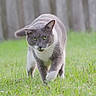 cat, gray_cat, white_paws, animal, pet, feline, outdoor, grass, garden, walking, standing, front_view, greenery, fence, blurred_background, whiskers, ears, eyes, fur, nature