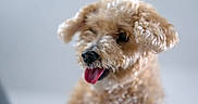 Charlie joined the competition — help win amazing prizes! dog, puppy, curly_fur, fluffy, cream_colored, close_up, portrait, happy, tongue_out, black_nose, brown_eyes, ears, pet, canine, animal, head, shoulders, soft_lighting, indoor, blurred_background