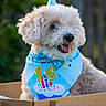 Charlie is registered to the contest to win money with this photo: dog, puppy, birthday, party_hat, bow_tie, costume, blue_bib, sparkles, fluffy, white_fur, curly_fur, tongue_out, happy, portrait, close_up, outdoor, greenery, wooden_box, celebration, pet