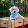 Charlie joined the competition — help win amazing prizes! dog, puppy, small_dog, fluffy, white_fur, curly_fur, birthday, party_hat, bandana, wagon, wooden_cart, outdoor, garden, fence, greenery, portrait, pet, sitting, cute, celebration