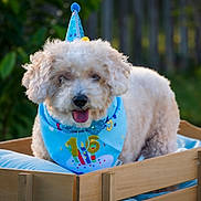 Charlie joined the competition — help win amazing prizes! dog, puppy, birthday, party_hat, birthday_bib, fluffy, curly_fur, white_dog, tongue_out, smiling, pet, animal, wooden_bed, blue_clothing, outdoor, forest, greenery, portrait, celebration, cute
