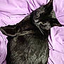 animal, black_cat, cat, closeup, cozy, curious, cute, feline, fur, indoor, lying_down, pet, purple_blanket, relaxed, resting, shadow, sleepy, soft_texture, sunlight, whiskers