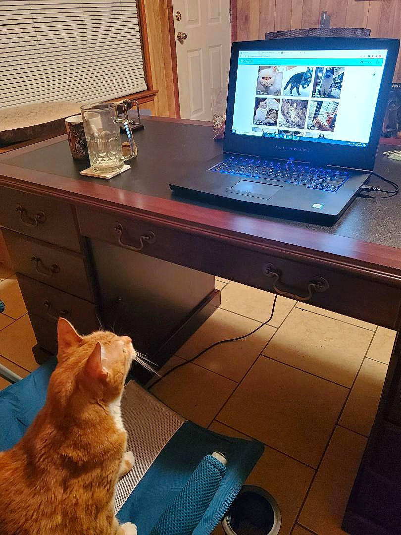 Spatz is registered to the contest to win money with this photo: carnivore, cat, computer, computer_desk, computer_keyboard, computer_monitor, desk, desktop_computer, display_device, electronic_device, felidae, flat_panel_display, furniture, personal_computer, room, screen, small_to_medium_sized_cats, table, technology, whiskers