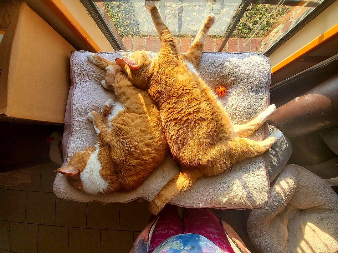 Spatz is registered to the contest to win money with this photo: cat, claw, felidae, fur, small_to_medium_sized_cats, tail