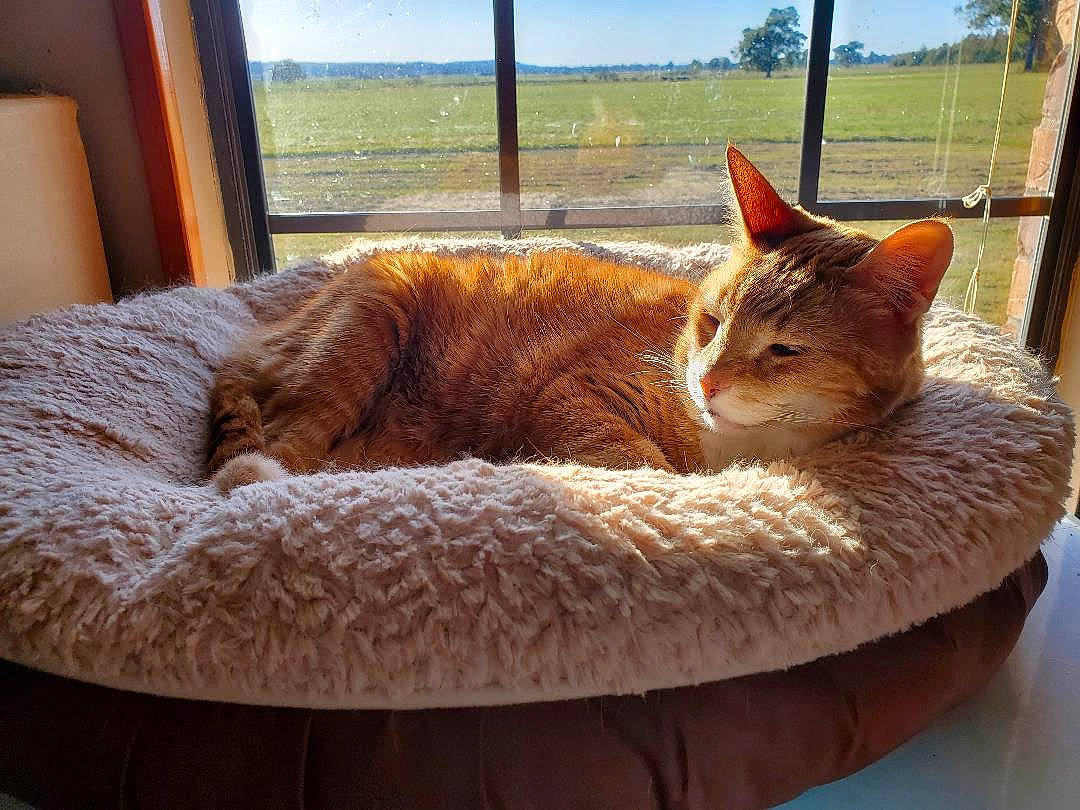 Spatz is registered to the contest to win money with this photo: carnivore, cat, cat_bed, chair, comfort, couch, european_shorthair, fawn, felidae, fur, furniture, home, small_to_medium_sized_cats, tabby_cat, whiskers, window