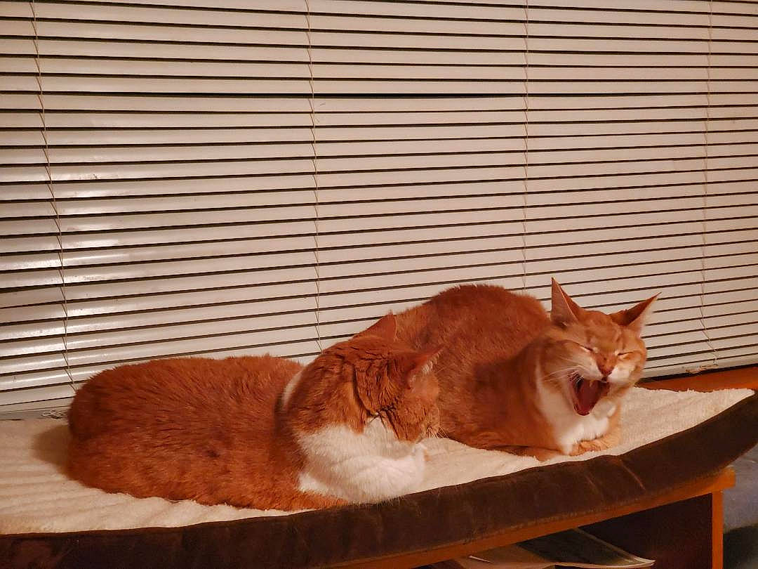 Spatz joined the competition — help win amazing prizes! carnivore, cat, fawn, felidae, mammal, small_to_medium_sized_cats, tabby_cat, tail, whiskers