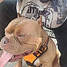 dog, pet, animal, close_up, panting, orange_harness, happy, tongue_out, canine, muzzle, person, clothing, tshirt, black_pants, outdoor, bench, metal_bench, fur, ears, nose