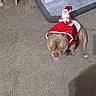 Ghost is registered to the contest to win money with this photo: dog, pet, costume, santa, holiday, carpet, indoor, animal, festive, tongue_out, brown_dog, toy, decor, floor, cute, canine, christmas, red_clothing, small_toy, cheerful