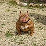 dog, brown_dog, muscular_dog, pitbull, outdoor, grass, dry_grass, pet, animal, canine, collar, white_patch, staring, portrait, daylight, nature, ground, ears_up, stocky, medium_sized_dog