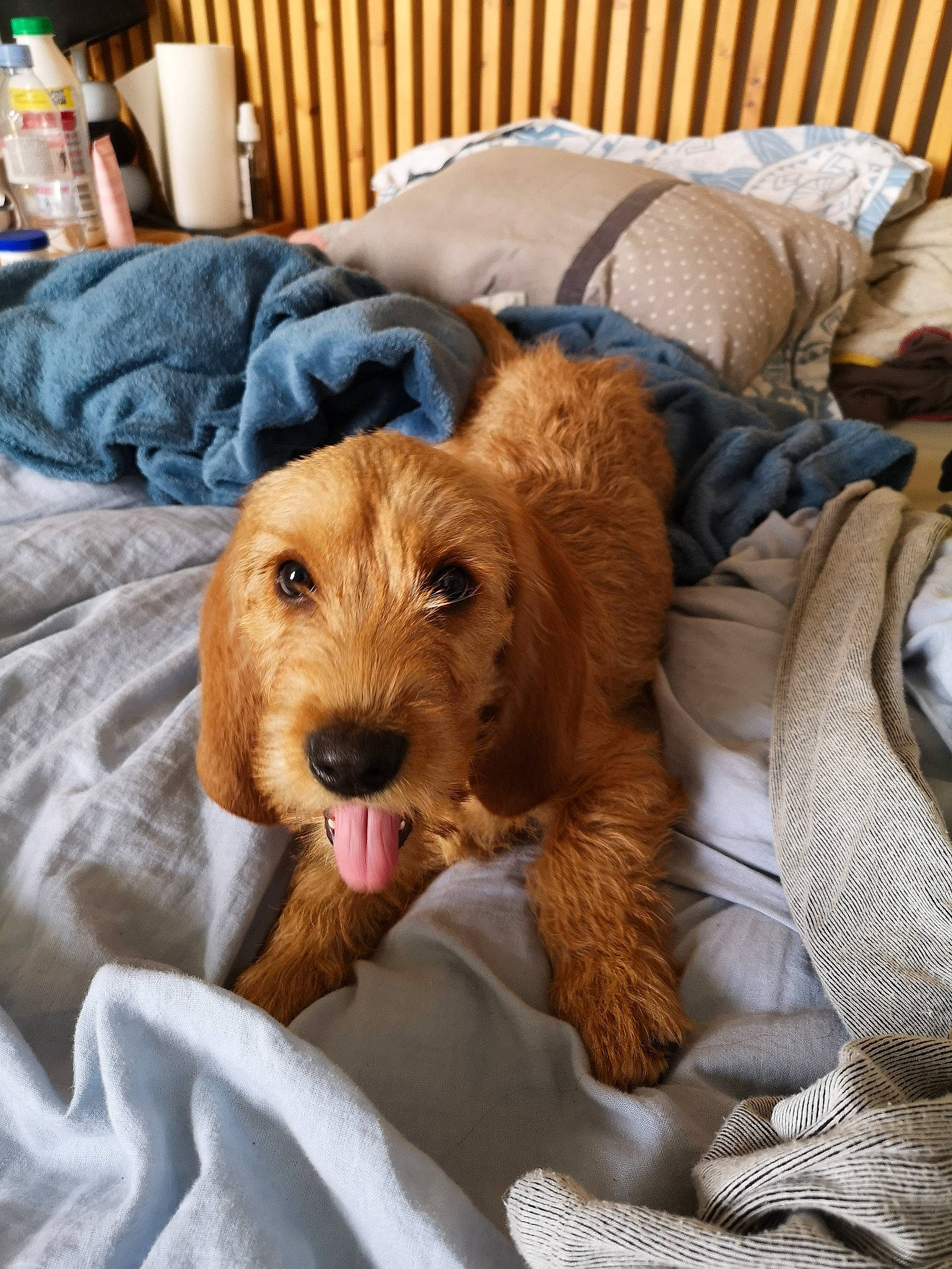 Prisca participe au concours pour gagner de l'argent avec cette photo : canidae, carnivore, comfort, companion_dog, dog, dog_breed, dog_supply, fawn, fur, liver, pet_supply, pillow, puppy, room, snout, sporting_group, toy_dog, whiskers, wood, working_animal