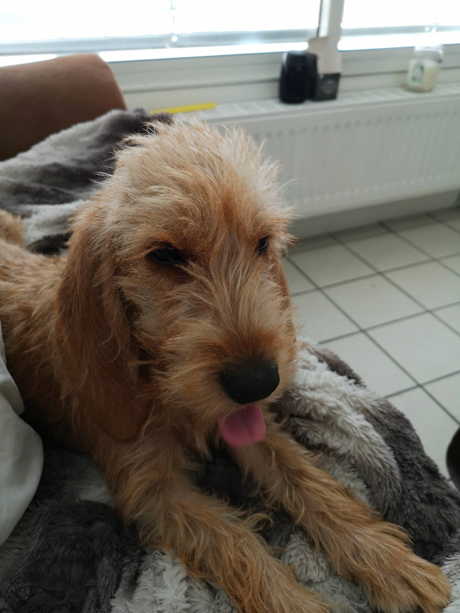 Prisca a rejoint le concours — aidez-le/la à gagner de superbes lots ! carnivore, comfort, companion_dog, dog, dog_breed, flooring, fur, liver, paw, snout, sporting_group, terrestrial_animal, terrier, wood, working_animal, working_terrier