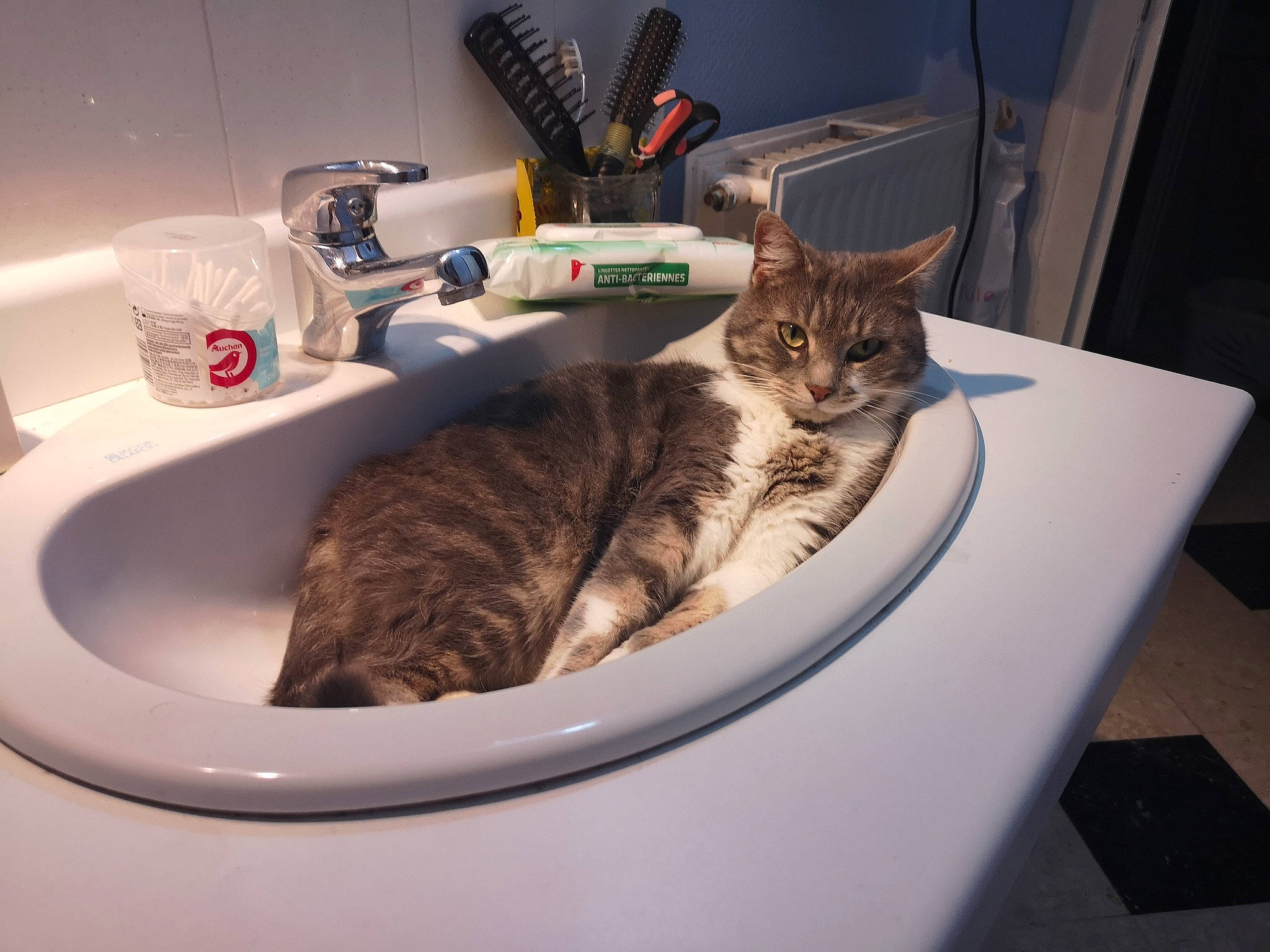 Milya participe au concours pour gagner de l'argent avec cette photo : bathroom, bathroom_accessory, bathroom_sink, carnivore, cat, ceramic, comfort, domestic_short_haired_cat, felidae, fluid, fur, plumbing, plumbing_fitting, plumbing_fixture, room, sink, small_to_medium_sized_cats, soap_dispenser, tap, whiskers