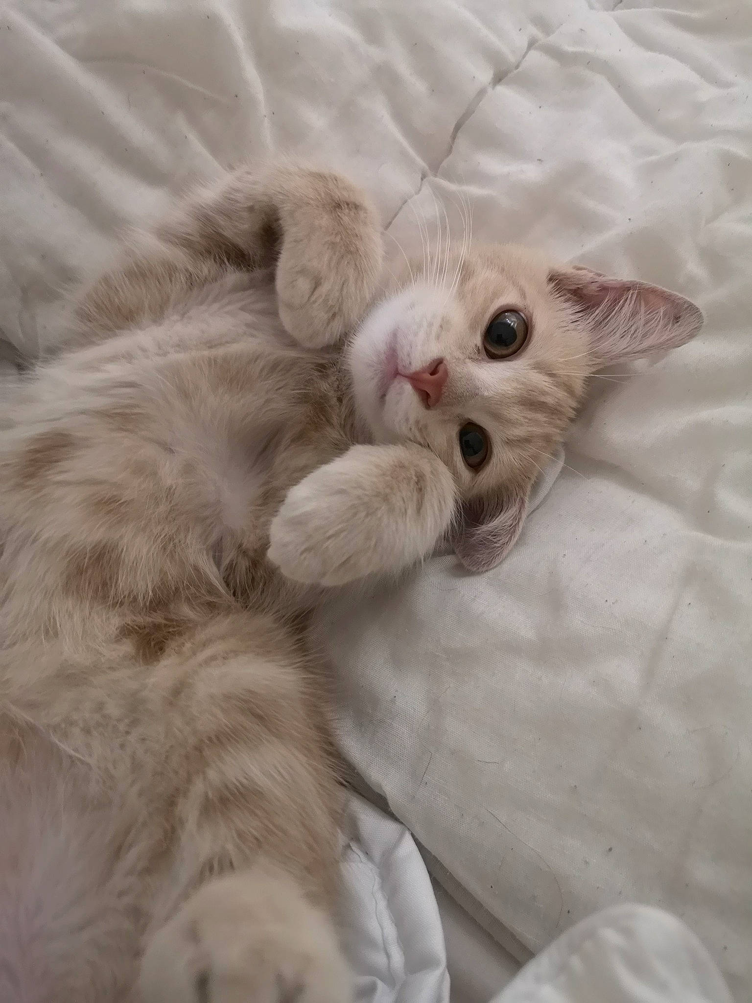 Crevette participe au concours pour gagner de l'argent avec cette photo : carnivore, cat, claw, comfort, domestic_short_haired_cat, fawn, felidae, fur, nap, paw, sleep, small_to_medium_sized_cats, tail, whiskers